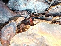 Allothrombium (Arachnide, Acarien)(ph. Mrugala F., Isere, Jarrie, 2019-03)(2)